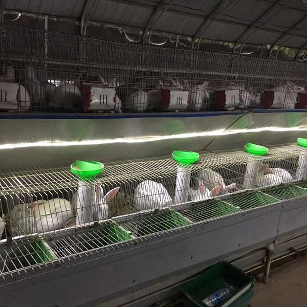 Stabilna farma Klatka dla królików Automatyczne picie / czyszczenie 25 lat użytkowania