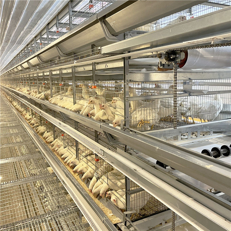 Hodowla drobiu ocynkowana klatka dla kurczaków z warstwą jaj dla 5000 ptaków