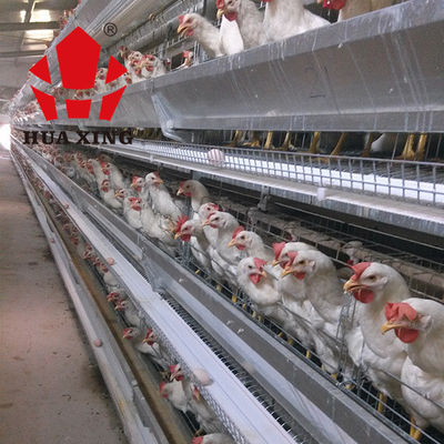 Producent klatek 90 - 160 Ptaki Cynkowane na gorąco urządzenia do hodowli kur niosek Klatka dla kurczaków warstwowych