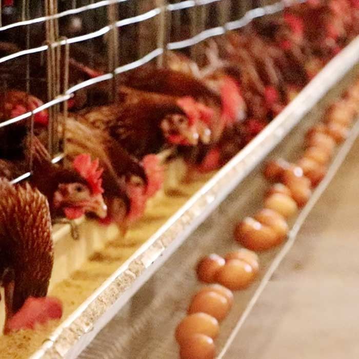 Klatka na klatki z kurczaka na zamówienie, 50HZ Oszczędność siły roboczej Klatka z kurczaka