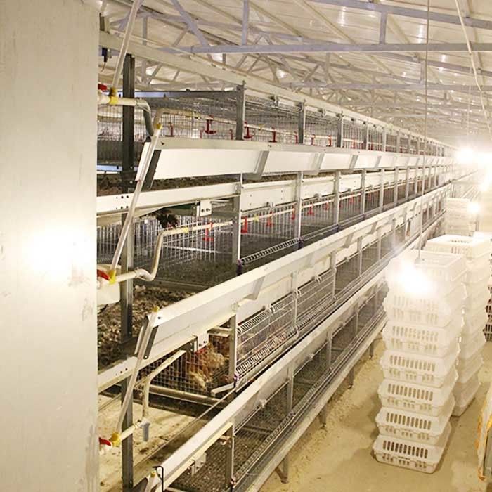 Duża farma Potężna klatka dla kurczaków Srebrny Biały Kolor 1,5 roku gwarancji