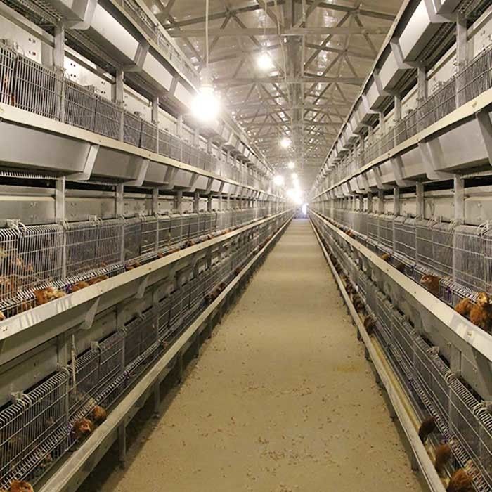 Duża farma Potężna klatka dla kurczaków Srebrny Biały Kolor 1,5 roku gwarancji