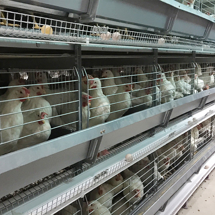 Arabia Saudyjska typu H Automatyczny akumulatorowy system klatek dla kurczaków Indonezja Sprzęt do hodowli drobiu