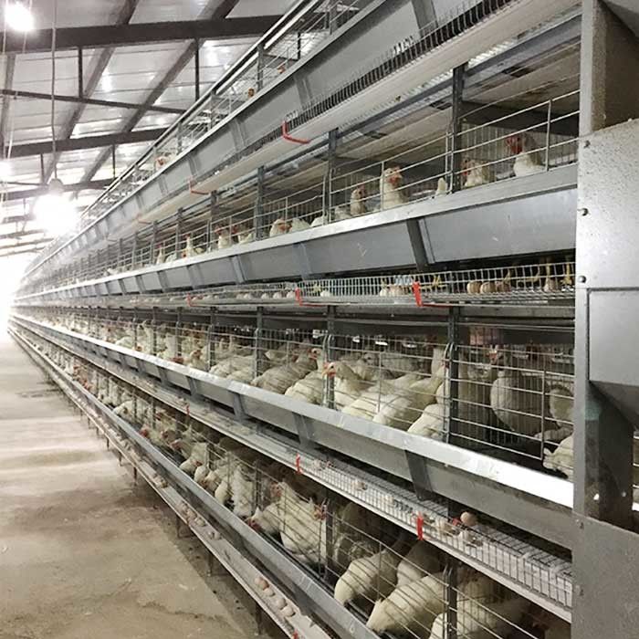 Rolna klatka dla kurczaków z podnoszoną warstwą Wysoka wydajność Oszczędność pracy dzięki oświetleniu