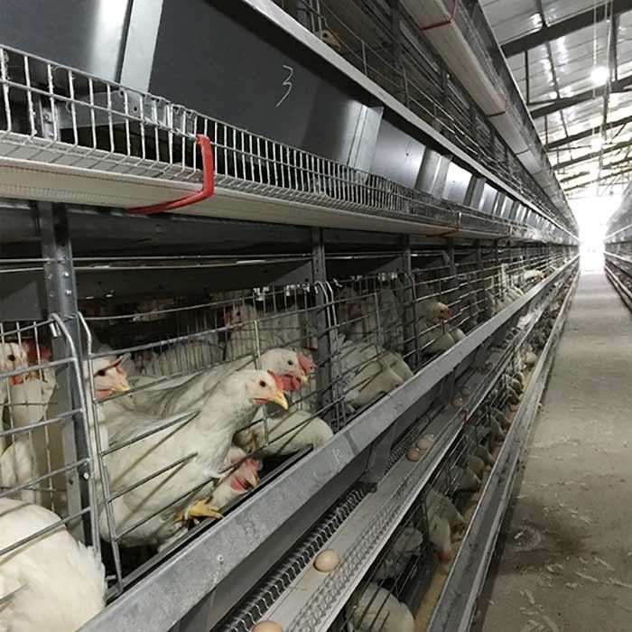 Arabia Saudyjska typu H Automatyczny akumulatorowy system klatek dla kurczaków Indonezja Sprzęt do hodowli drobiu