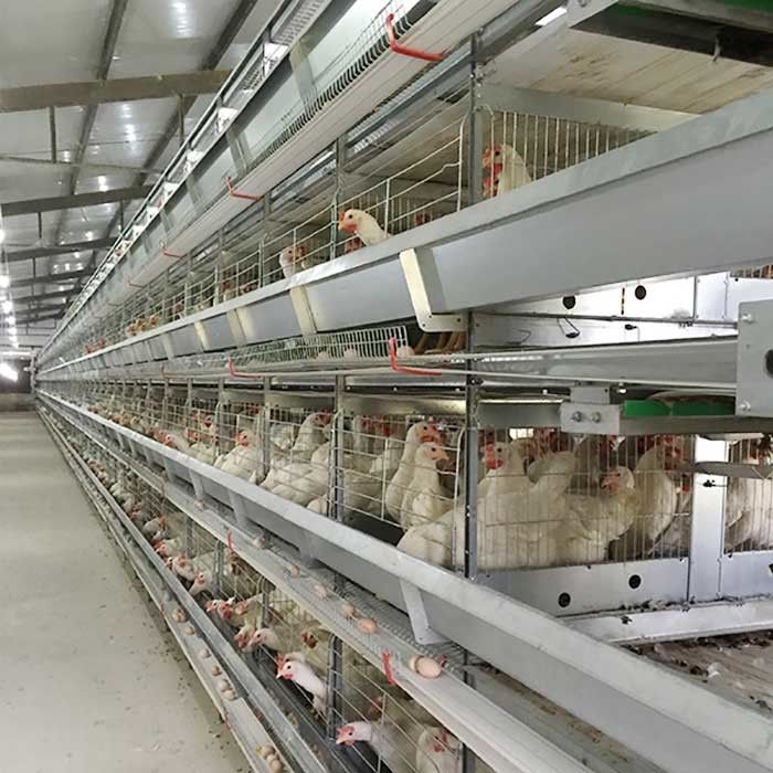 Rolna klatka dla kurczaków z podnoszoną warstwą Wysoka wydajność Oszczędność pracy dzięki oświetleniu