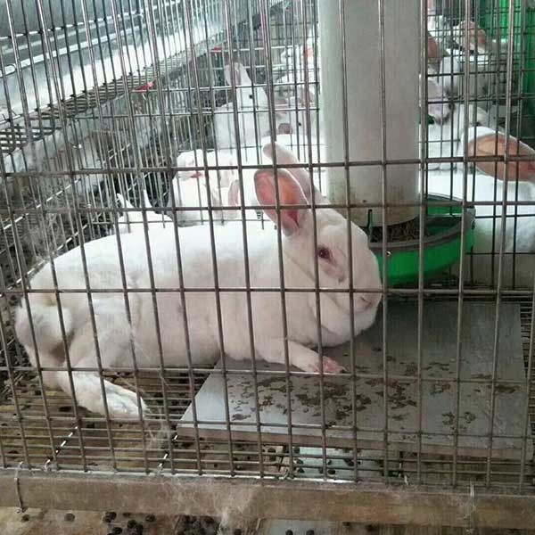 Srebrne / zielone komercyjne klatki dla królików, pracujący dom dla królików