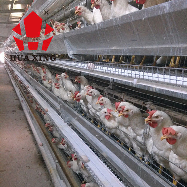 Producent klatek 90 - 160 Ptaki Cynkowane na gorąco urządzenia do hodowli kur niosek Klatka dla kurczaków warstwowych