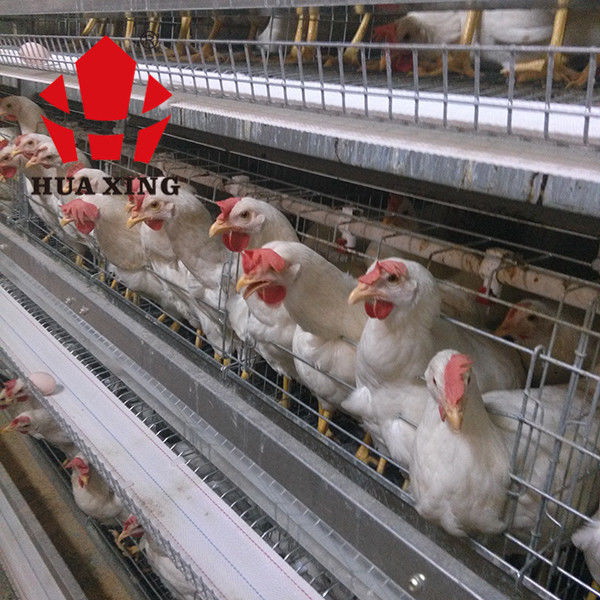 Producent klatek 90 - 160 Ptaki Cynkowane na gorąco urządzenia do hodowli kur niosek Klatka dla kurczaków warstwowych