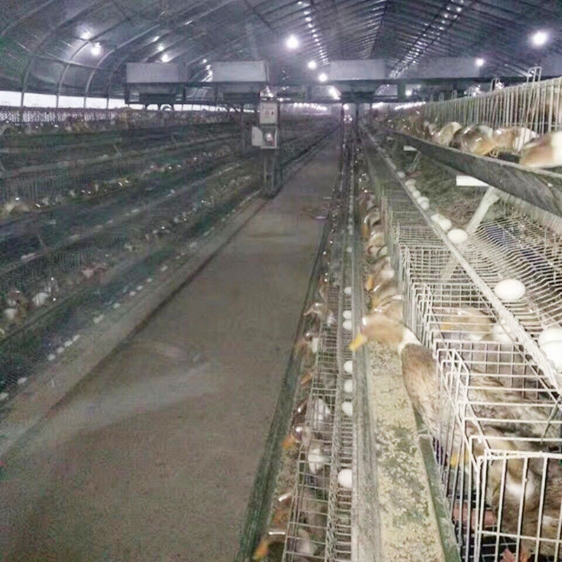 Urządzenia do hodowli drobiu / Klatki do jajek / Stalowa klatka dla kaczek dla malezyjskich gospodarstw