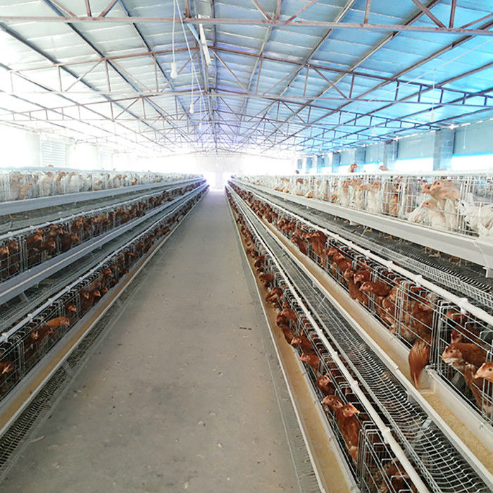 A Type Battery Cage System Layer Chicken Layer Cage na sprzedaż