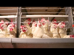 Durable Chicken Feeding Equipment Battery With Drinking System